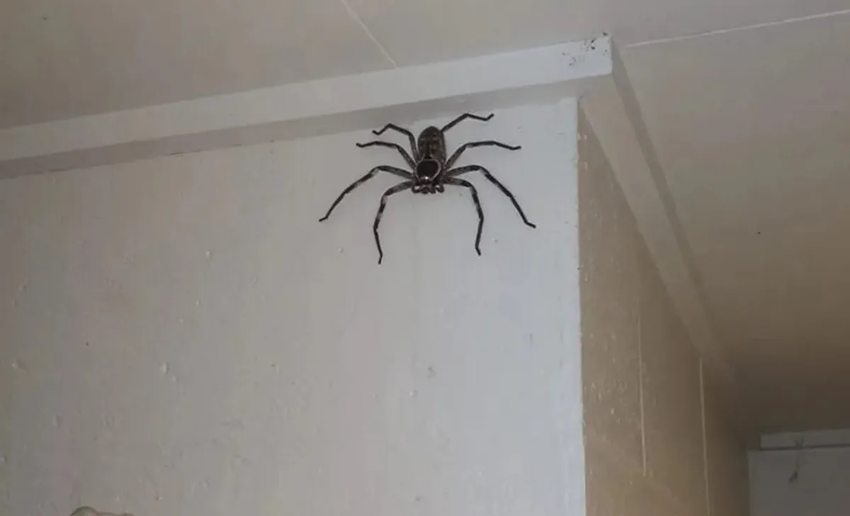La terrorífica araña gigante que lleva un año viviendo en la casa