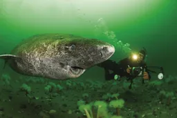 Este tiburón tiene 400 años, nació cuando los piratas del Caribe dominaban los mares