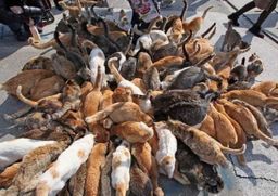 Aoshima, la isla de los gatos: 36 felinos por cada habitante