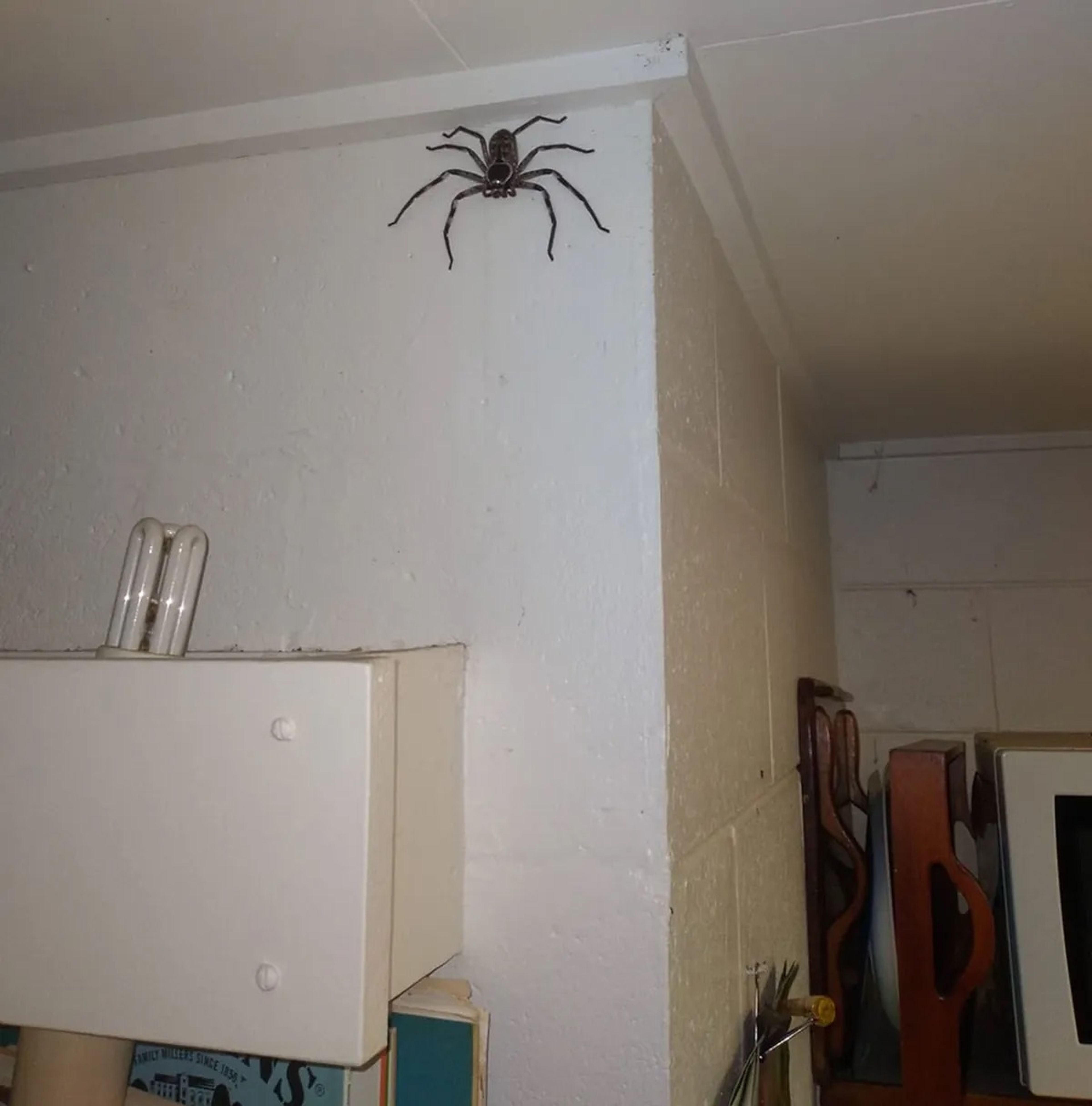 Araña gigante australiana