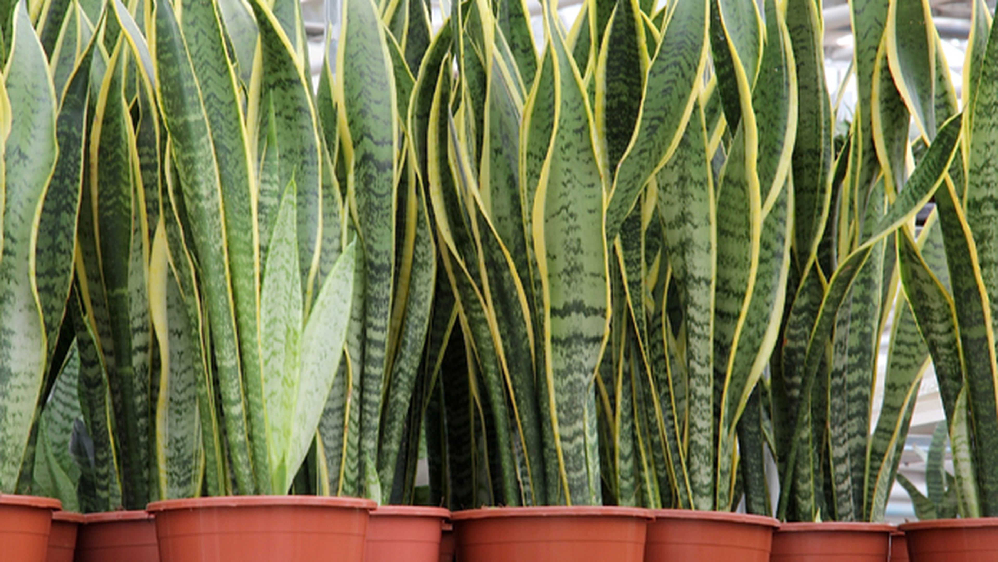 Plantas para tener un aire más puro en casa, según la NASA