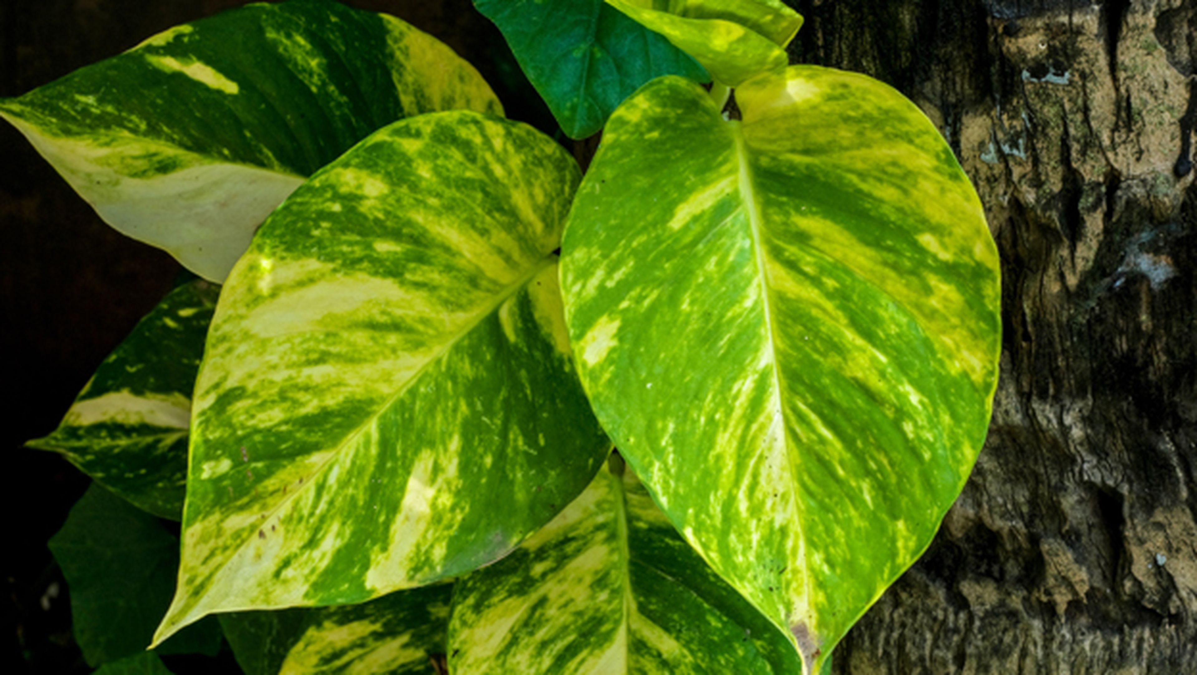 Plantas para tener un aire más puro en casa, según la NASA