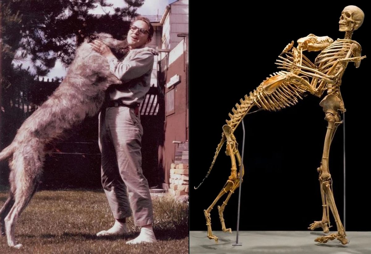 Grover Krantz, el criptozoólogo que pasó toda su vida buscando el Bigfoot