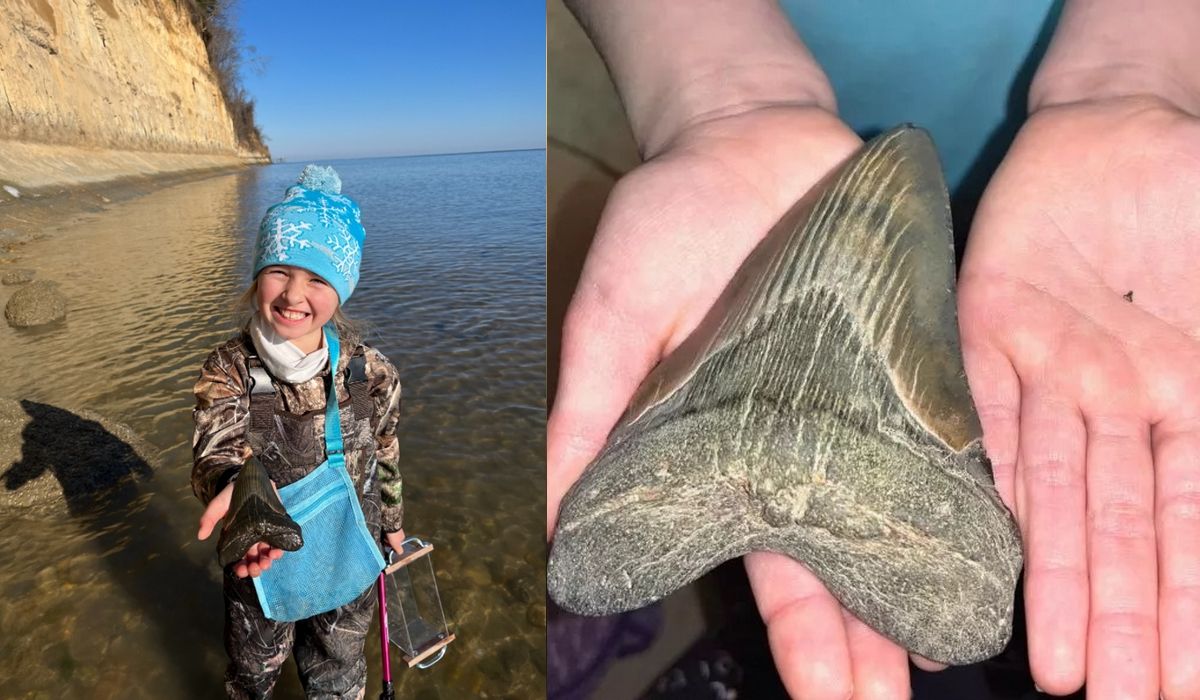 La niña de 9 años que encontró un diente de Megalodón en media hora