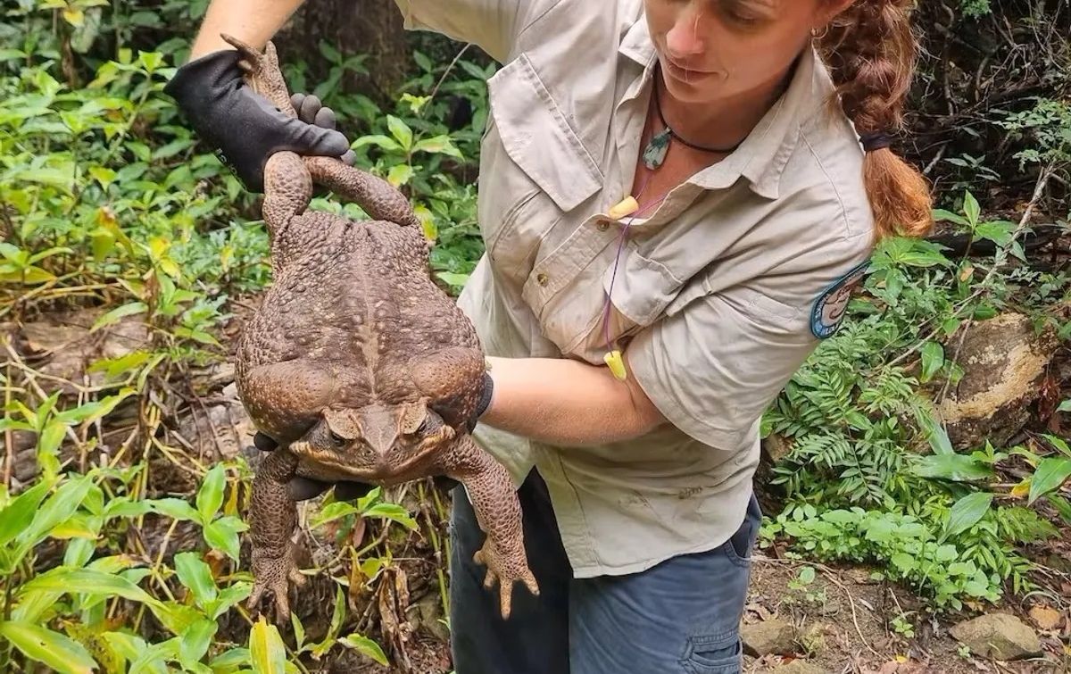 Toadzilla, el sapo venenoso tan grande como un gato, causa estragos en Australia
