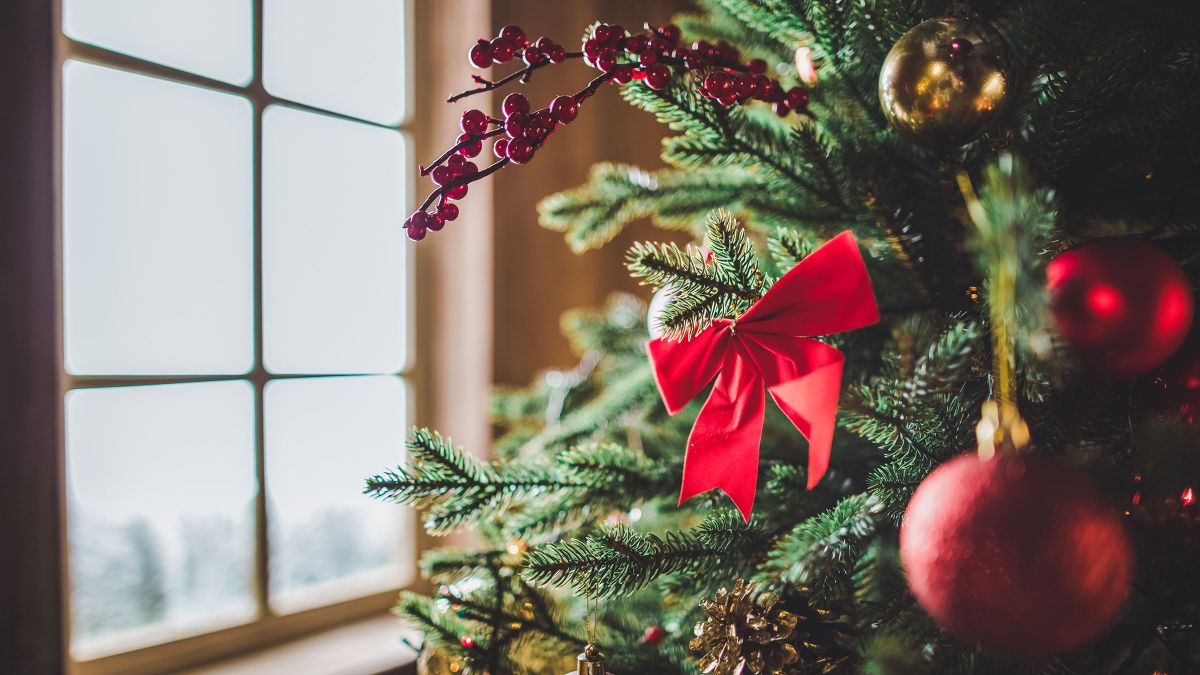 Descubren que los árboles de Navidad desechados pueden convertirse en combustible renovable