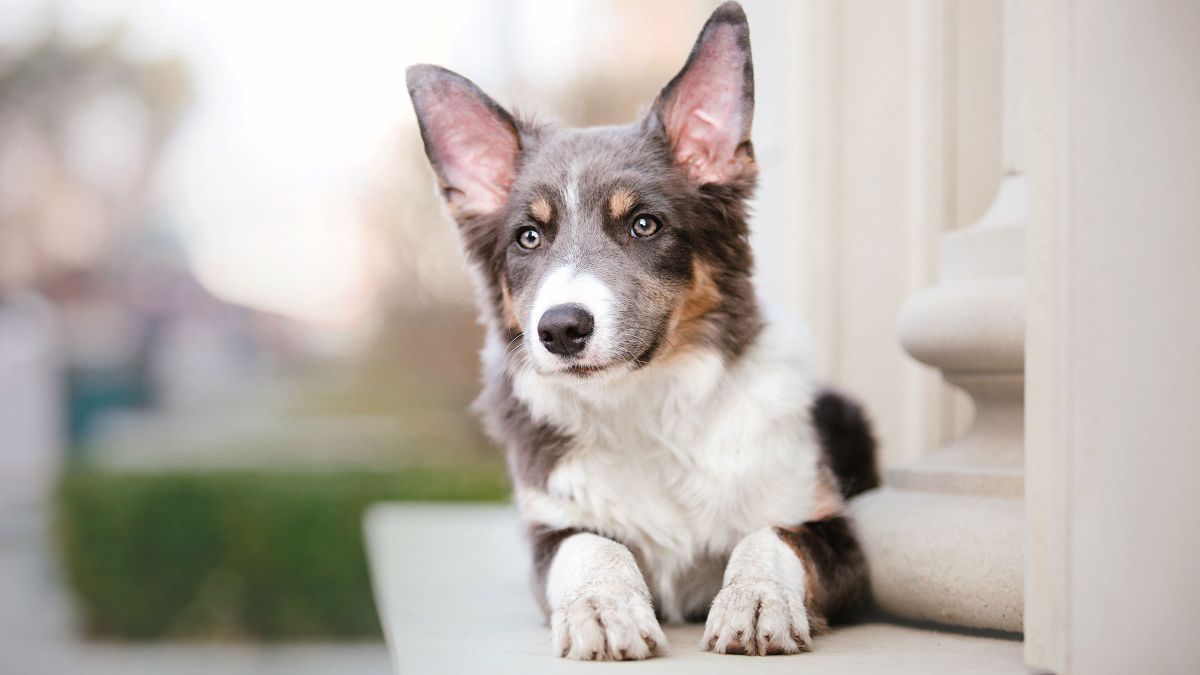 Esta es la raza de perro más inteligente, según la ciencia