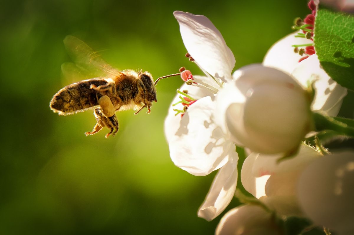 Estados Unidos aprueba la primera vacuna para abejas