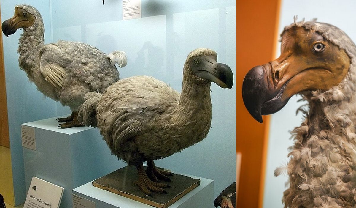 150 millones de dólares para desextinguir al dodo