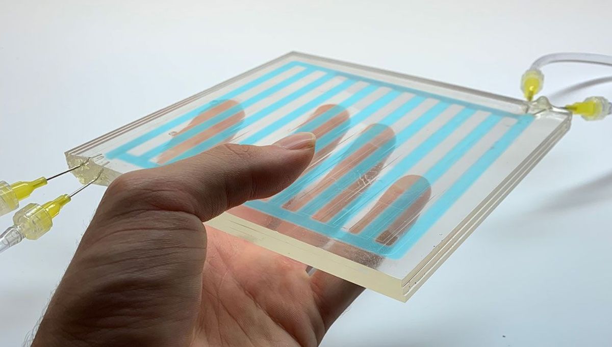 Ventanas líquidas: se inspiran en la piel del calamar para un mayor ahorro energético