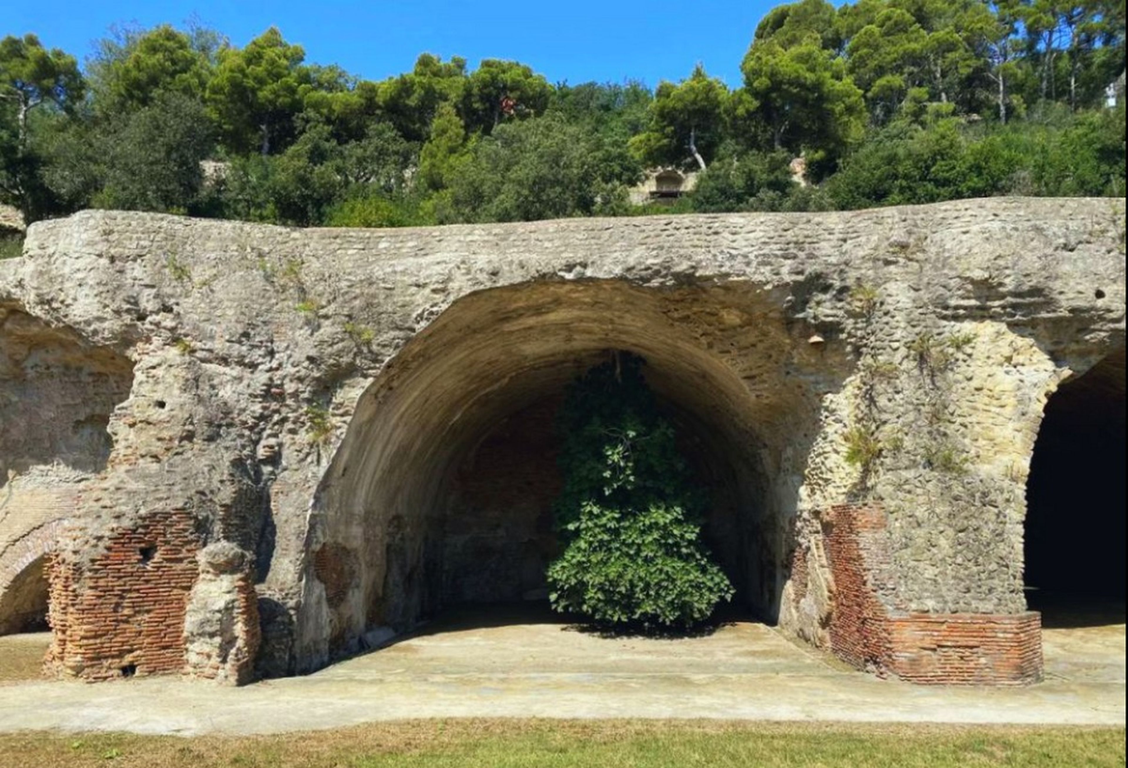 Higuera al revés
