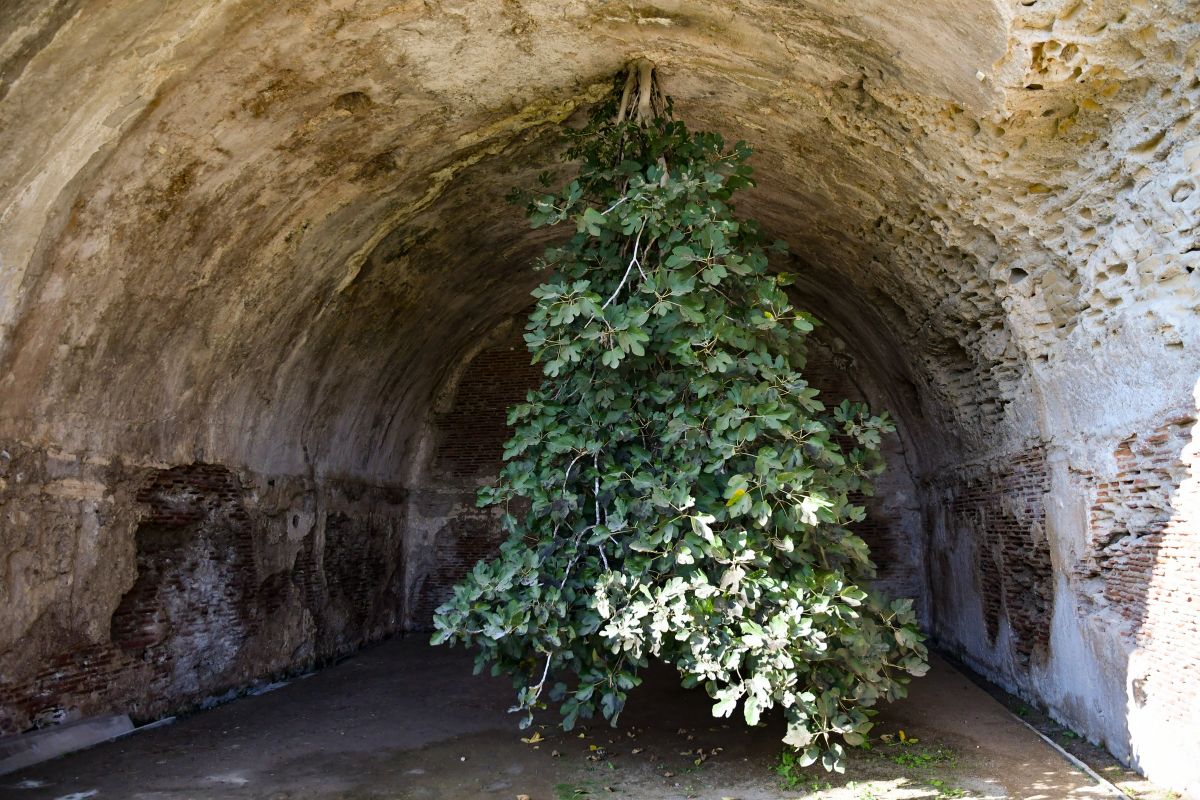 La higuera que crece boca abajo y da frutos, asombra a los botánicos