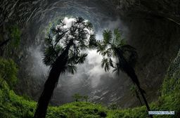 Encuentran un bosque primitivo en un agujero a 290 metros de profundidad, podría albergar especies desconocidas