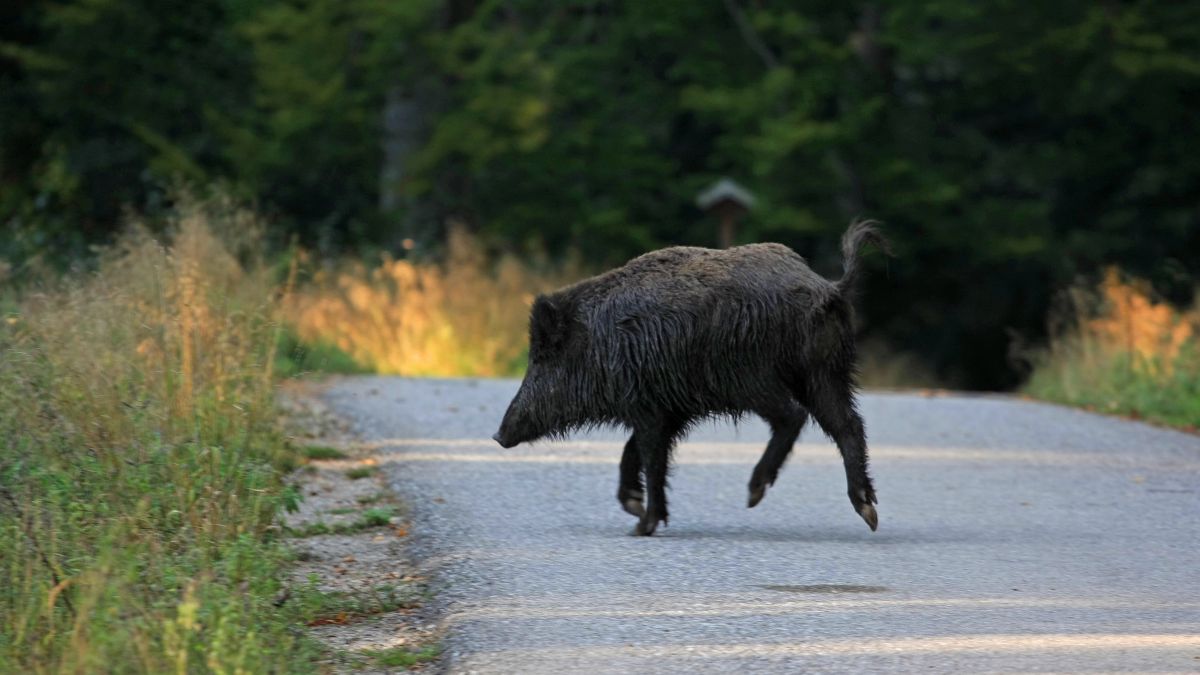 La DGT inicia una prueba para poder alertar de la presencia de animales en el navegador