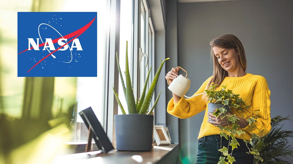 Estas son las plantas que la NASA recomienda tener en casa para mejorar la calidad del aire